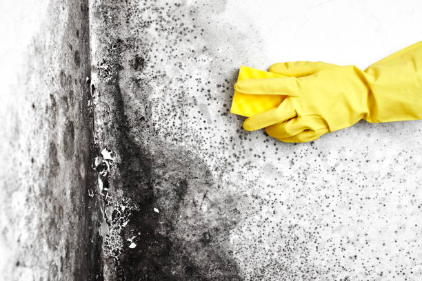 Best Emergency Mold Remediation in Guthrie, OK