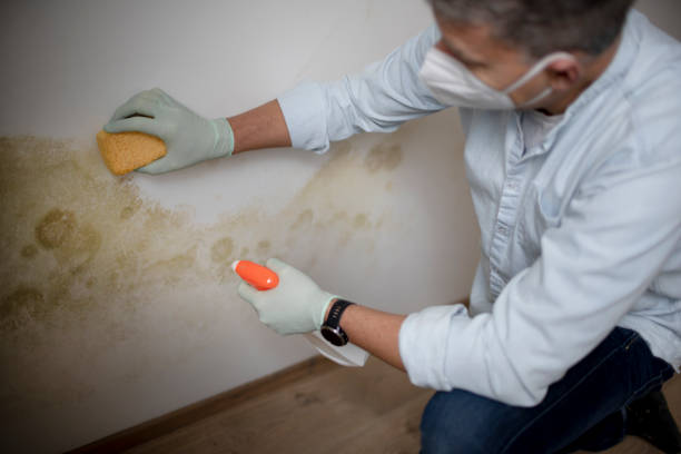 Best Black Mold Remediation in Guthrie, OK