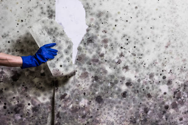 Professional Mold Remediation in Guthrie, OK