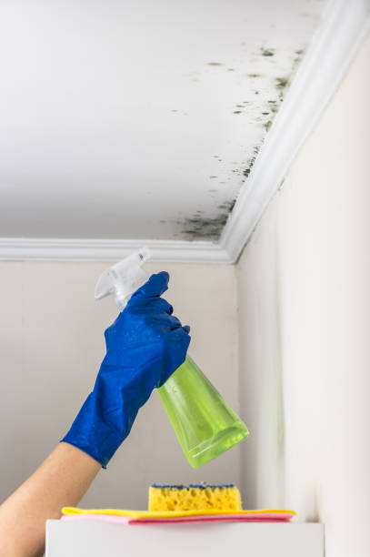 Best Kitchen Mold Remediation in Guthrie, OK